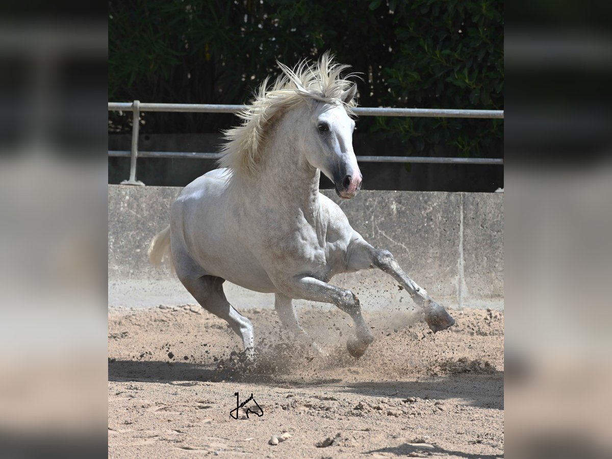 PRE Stallone 3 Anni 156 cm Grigio in ALCUDIA