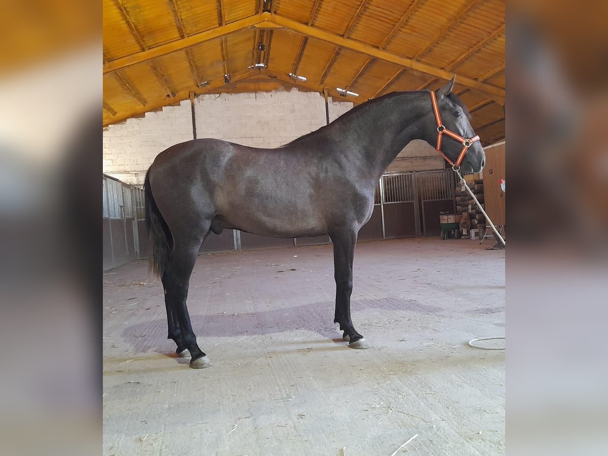 PRE Mix Stallone 3 Anni 157 cm Grigio in Pulianillas