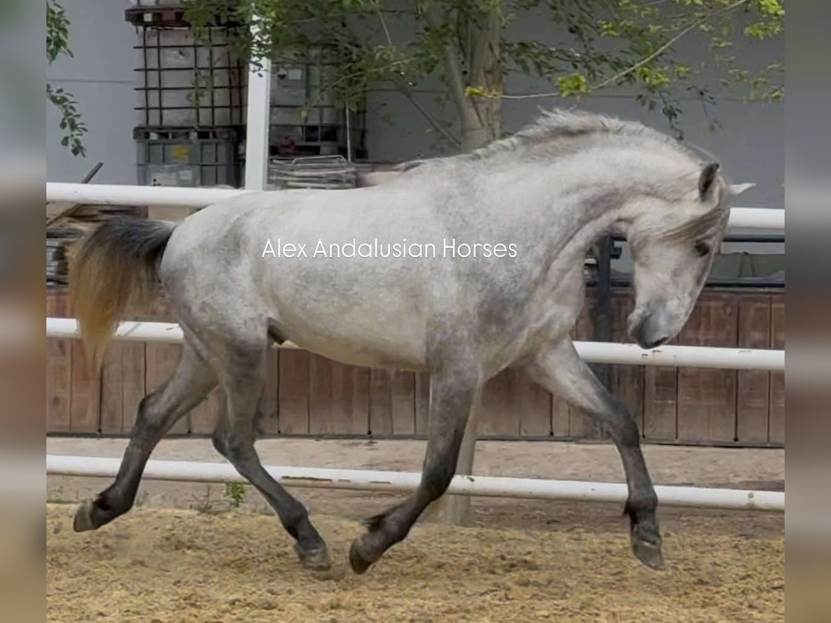 PRE Mix Stallone 3 Anni 159 cm Grigio in Sevilla