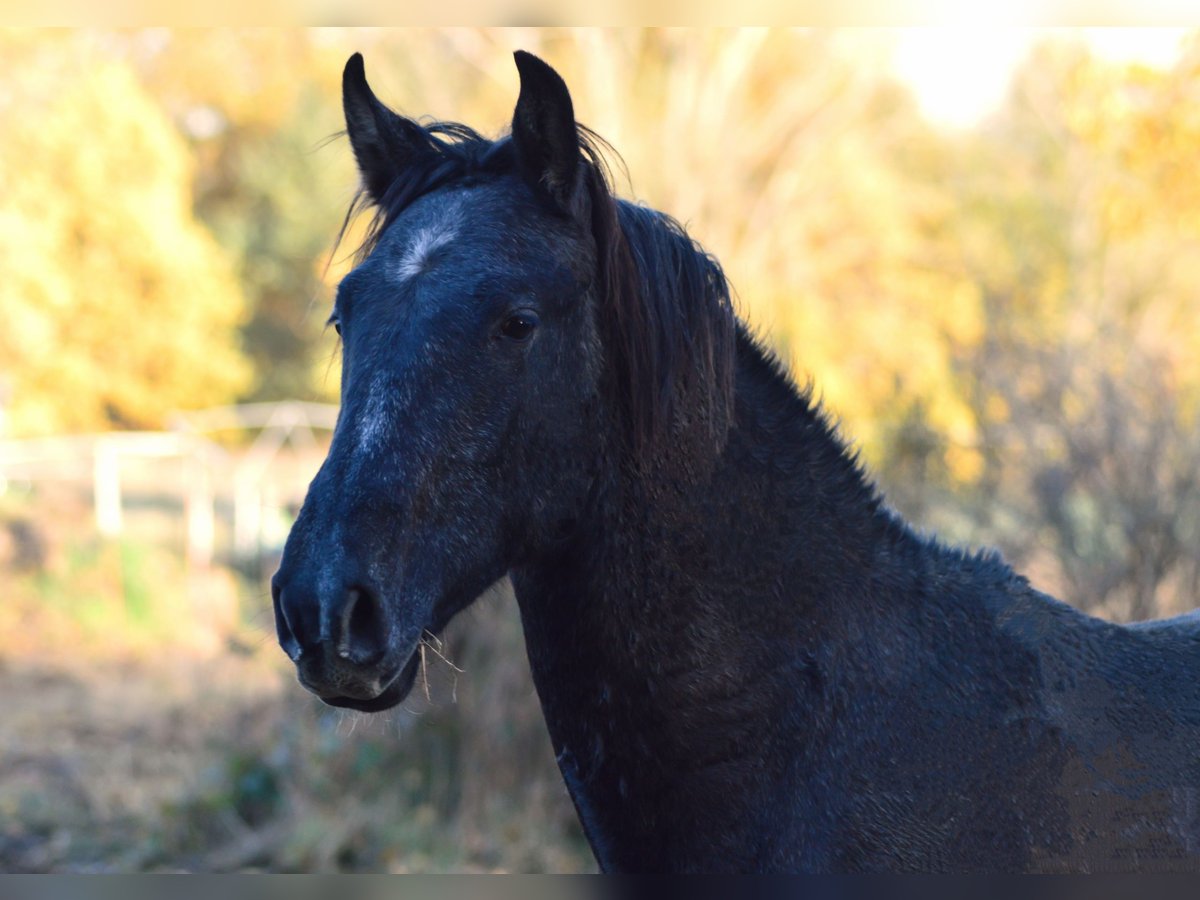 PRE Mix Stallone 3 Anni 160 cm Grigio in Kubschütz