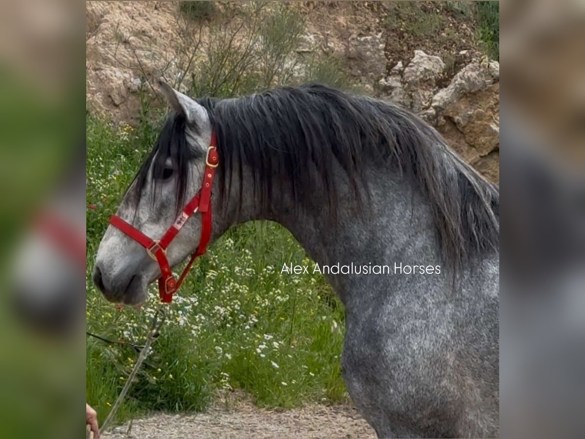 PRE Mix Stallone 3 Anni 160 cm Grigio in Sevilla