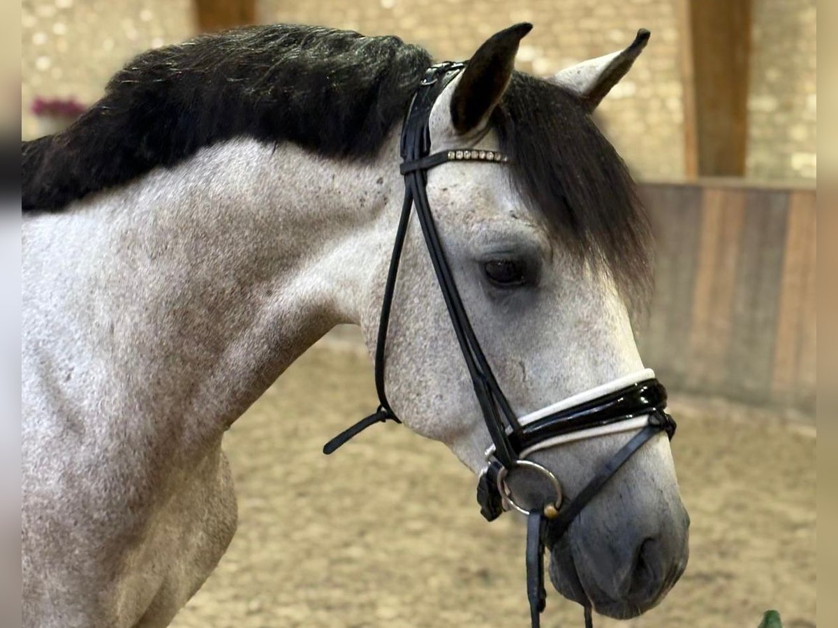 PRE Mix Stallone 3 Anni 160 cm Grigio in Hapert