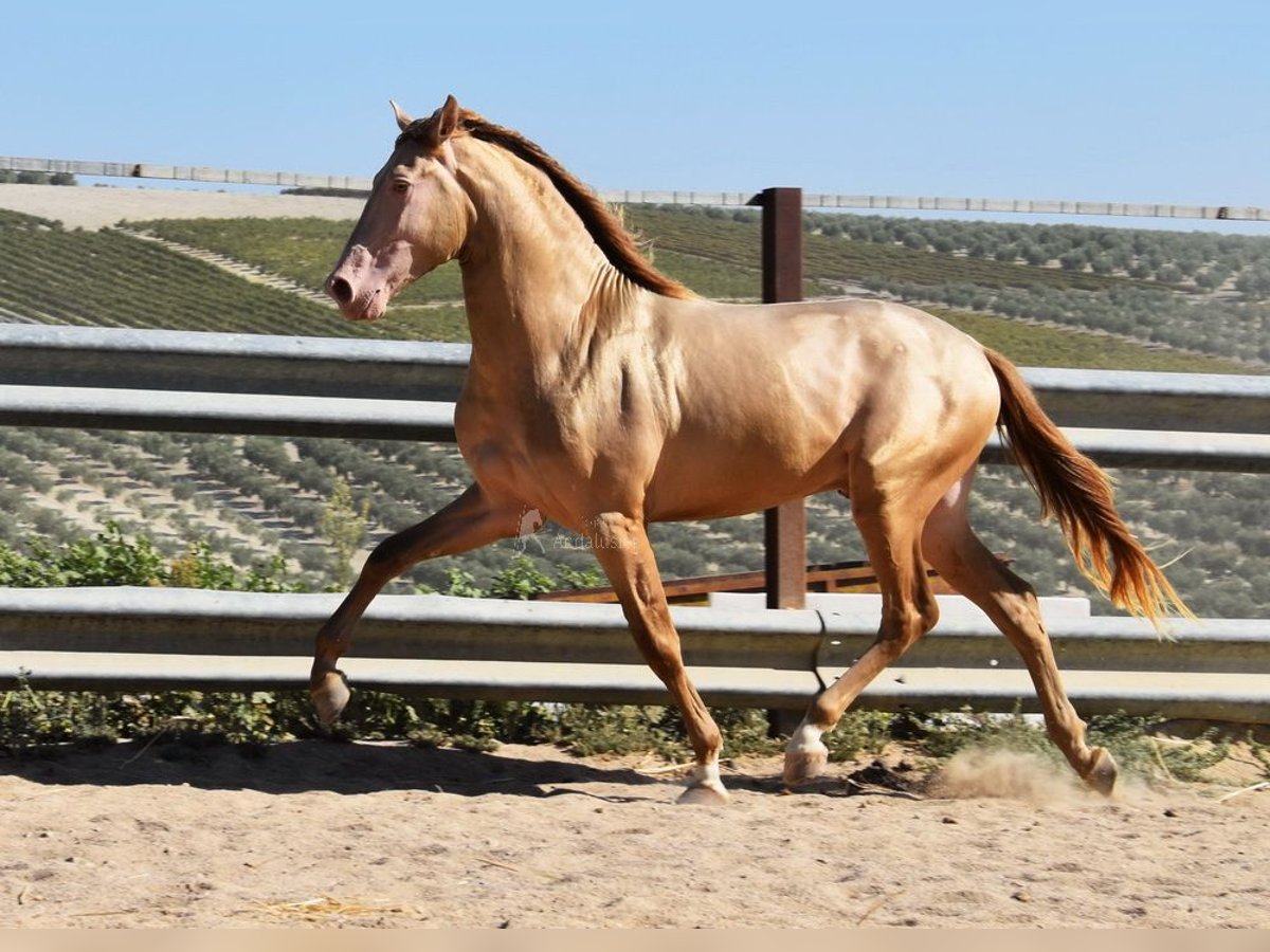 PRE Stallone 3 Anni 161 cm Pearl in Provinz Cordoba