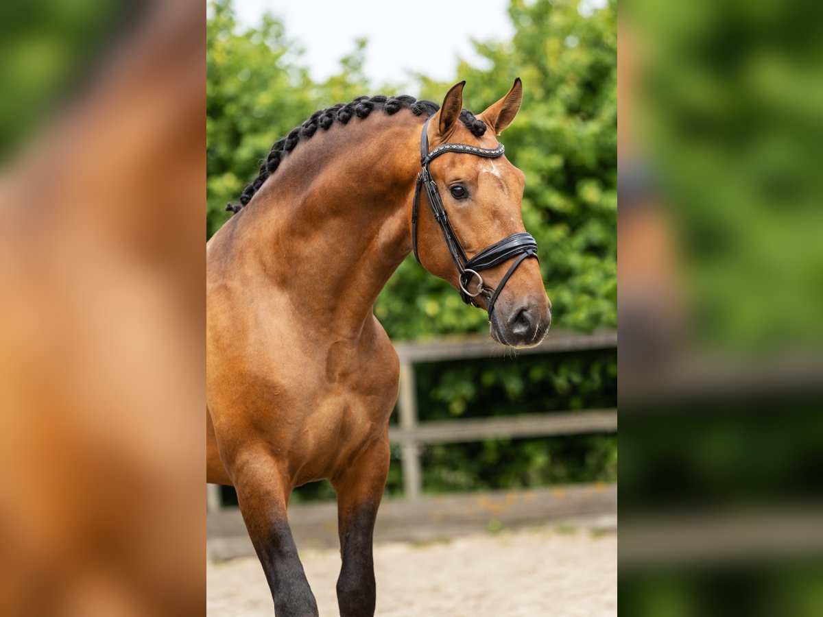 PRE Stallone 3 Anni 161 cm Pelle di daino in Heemskerk