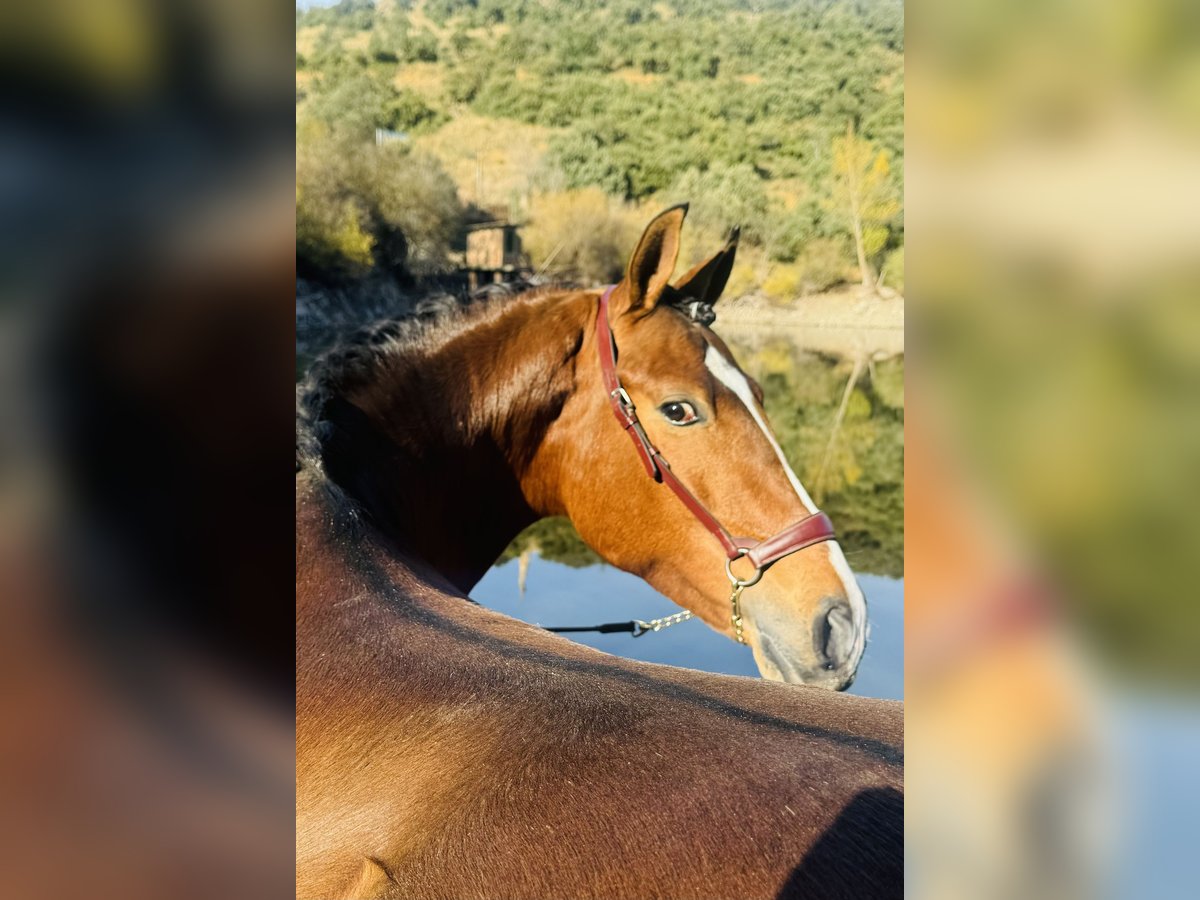 PRE Mix Stallone 3 Anni 162 cm Baio chiaro in Zamarramala