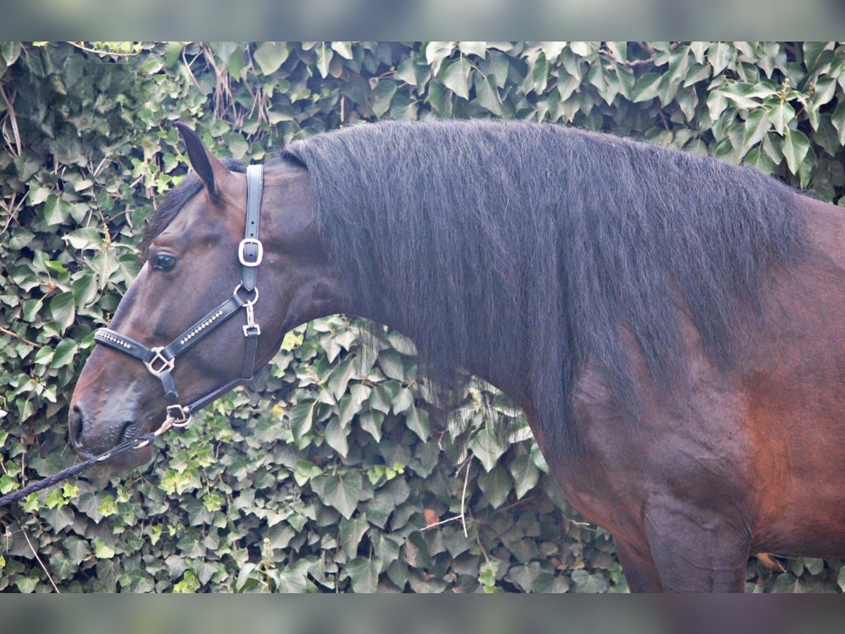 PRE Stallone 3 Anni 162 cm Baio scuro in Bonavista