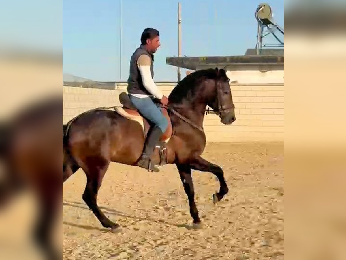 PRE Mix Stallone 3 Anni 162 cm Grigio in Sanlucar