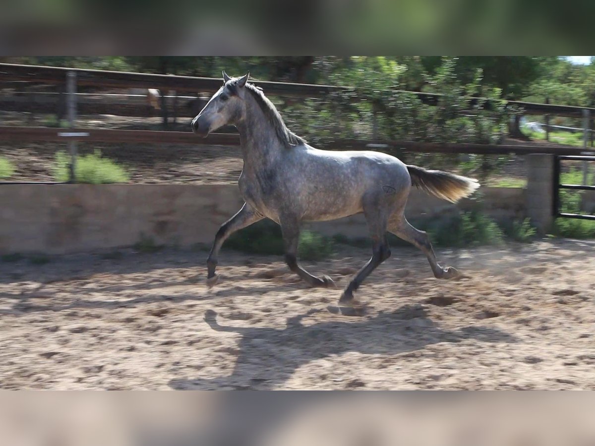 PRE Stallone 3 Anni 162 cm Grigio pezzato in Sagunt/Sagunto