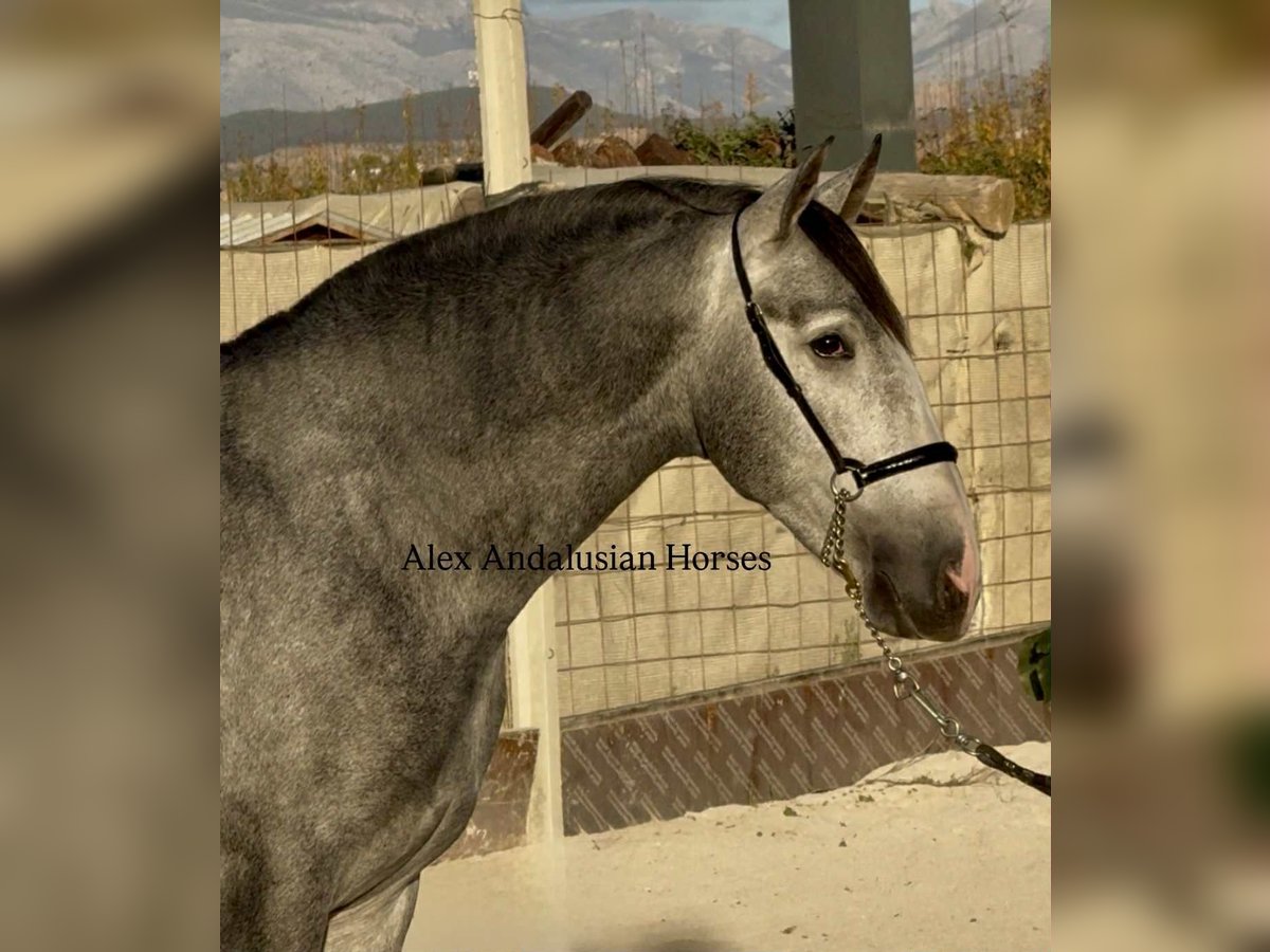 PRE Mix Stallone 3 Anni 163 cm Grigio in Sevilla