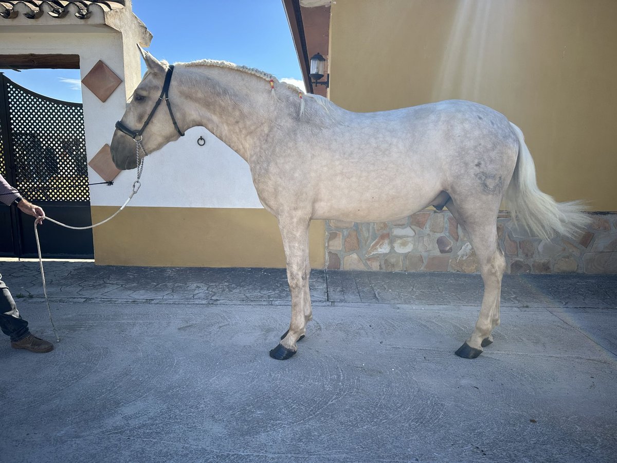 PRE Stallone 3 Anni 163 cm Palomino in Valderrubio