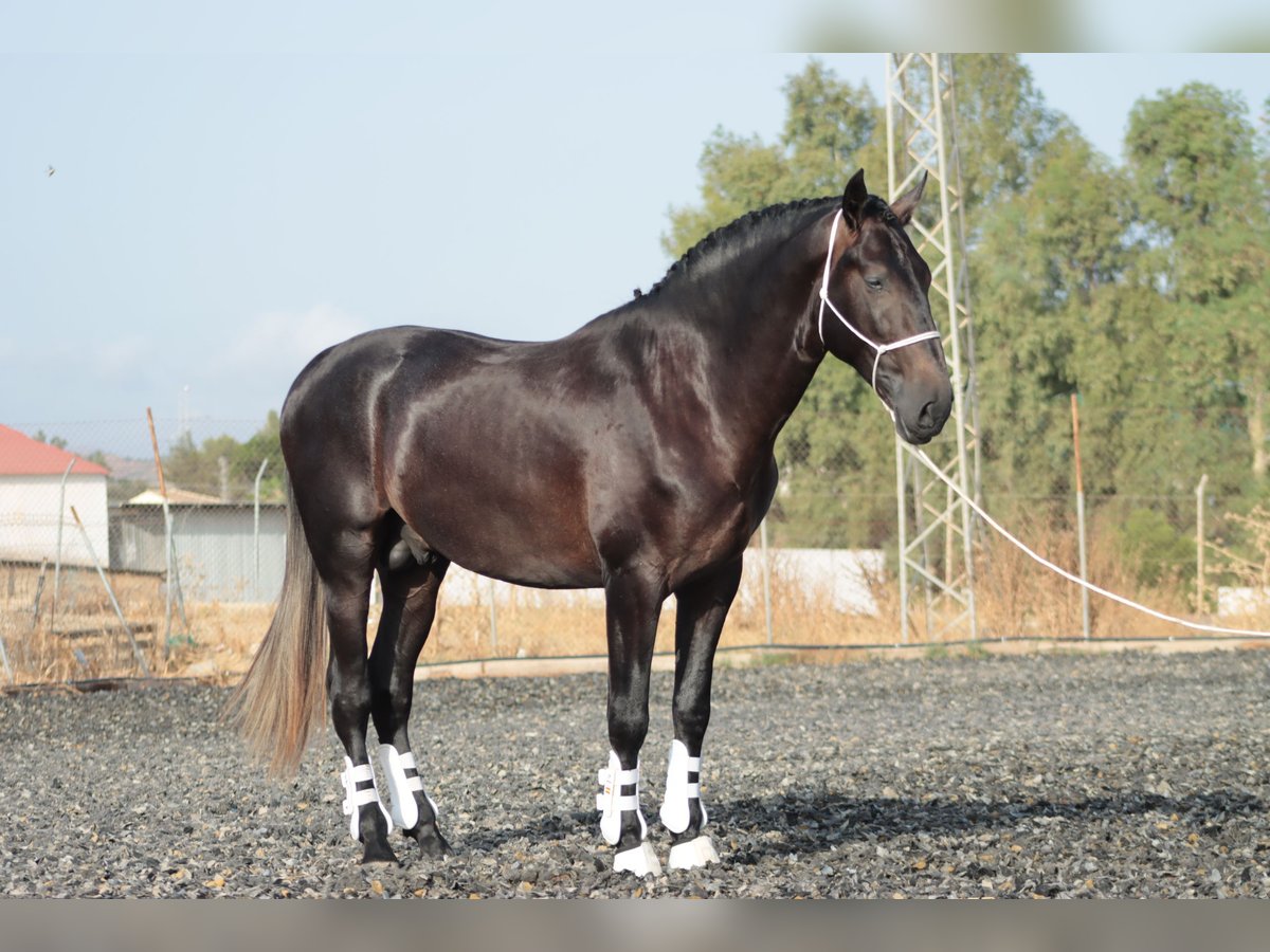 PRE Stallone 3 Anni 164 cm Grigio in Malaga