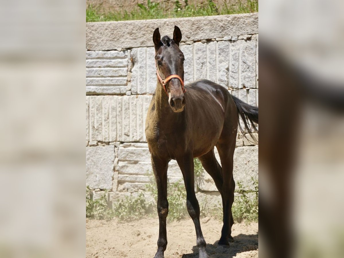 PRE Stallone 3 Anni 165 cm Baio in Vilamarín