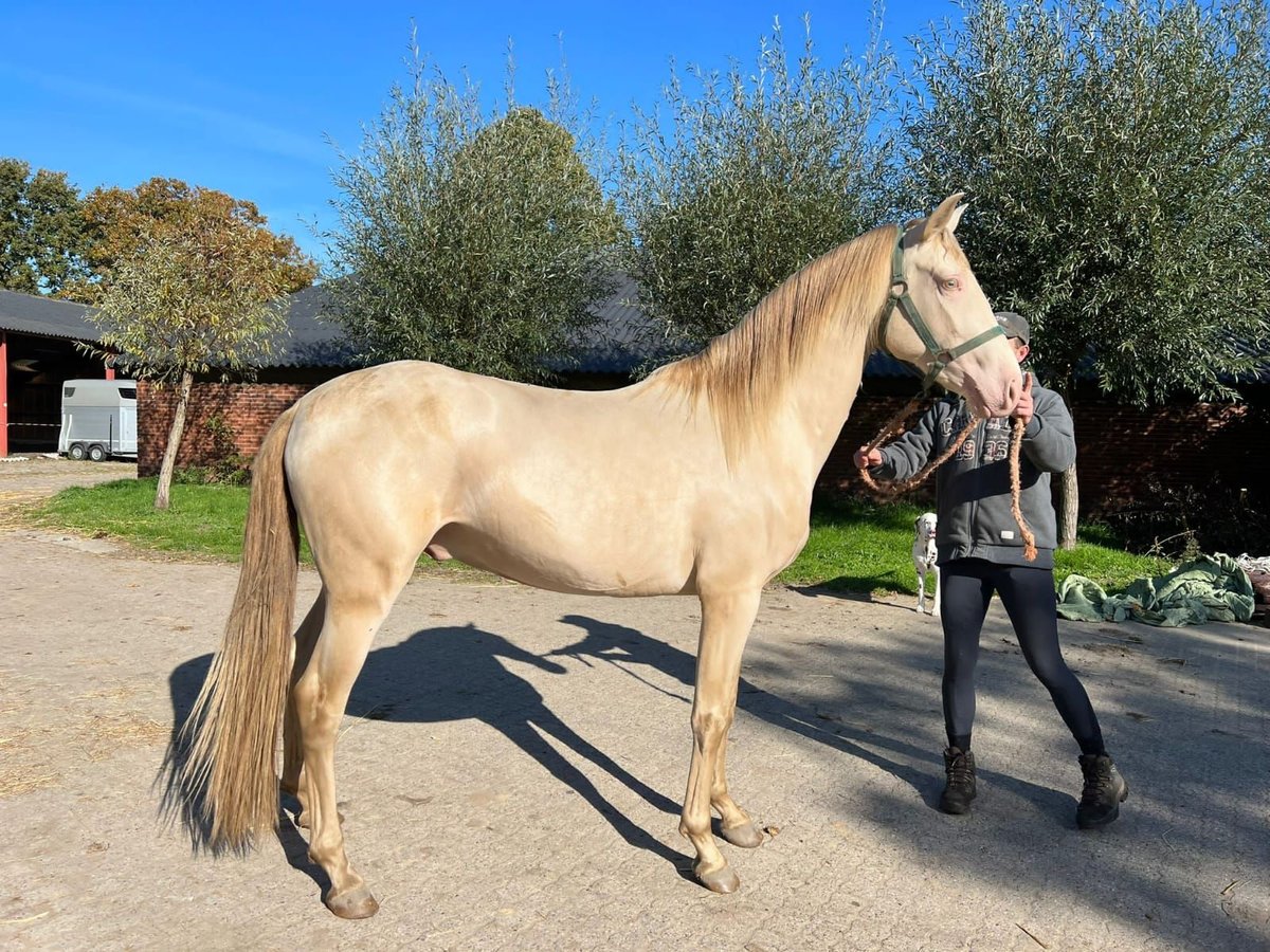 PRE Stallone 3 Anni 165 cm Cremello in Montagnac-sur-Lède