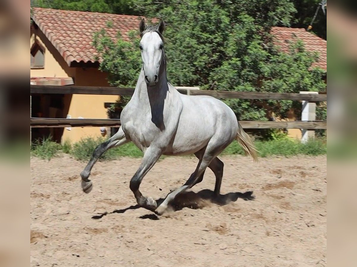 PRE Mix Stallone 3 Anni 165 cm Grigio pezzato in Sagunt/Sagunto