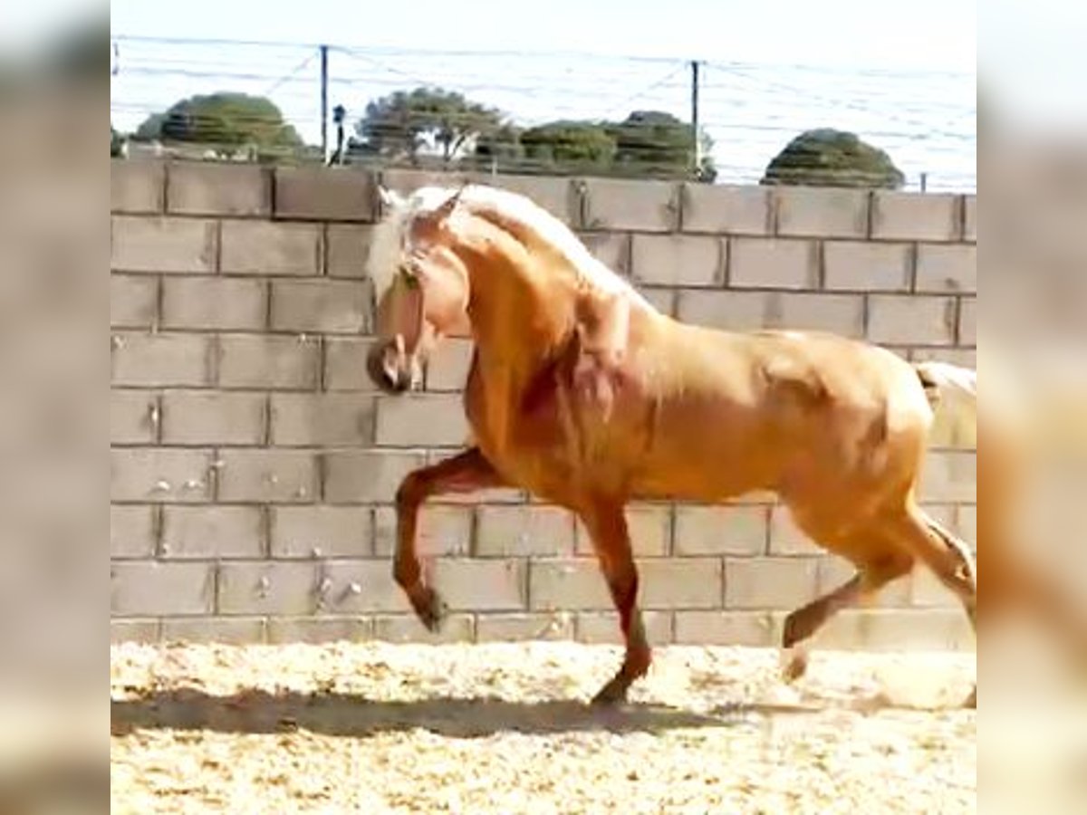 PRE Stallone 3 Anni 165 cm Palomino in Salucar