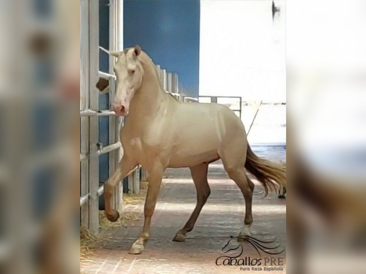 PRE Mix Stallone 3 Anni 165 cm Perlino in Salamanca