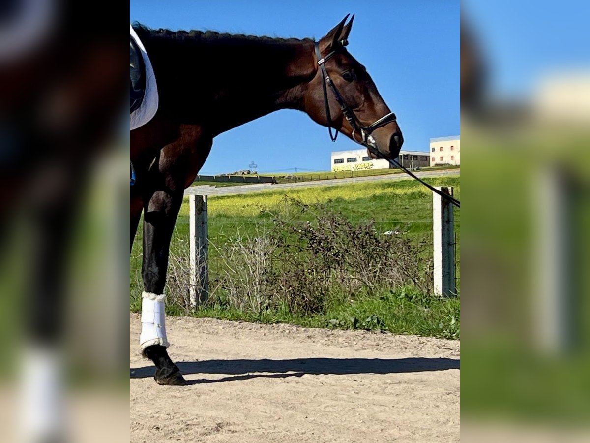 PRE Mix Stallone 3 Anni 166 cm Baio in Tizneros