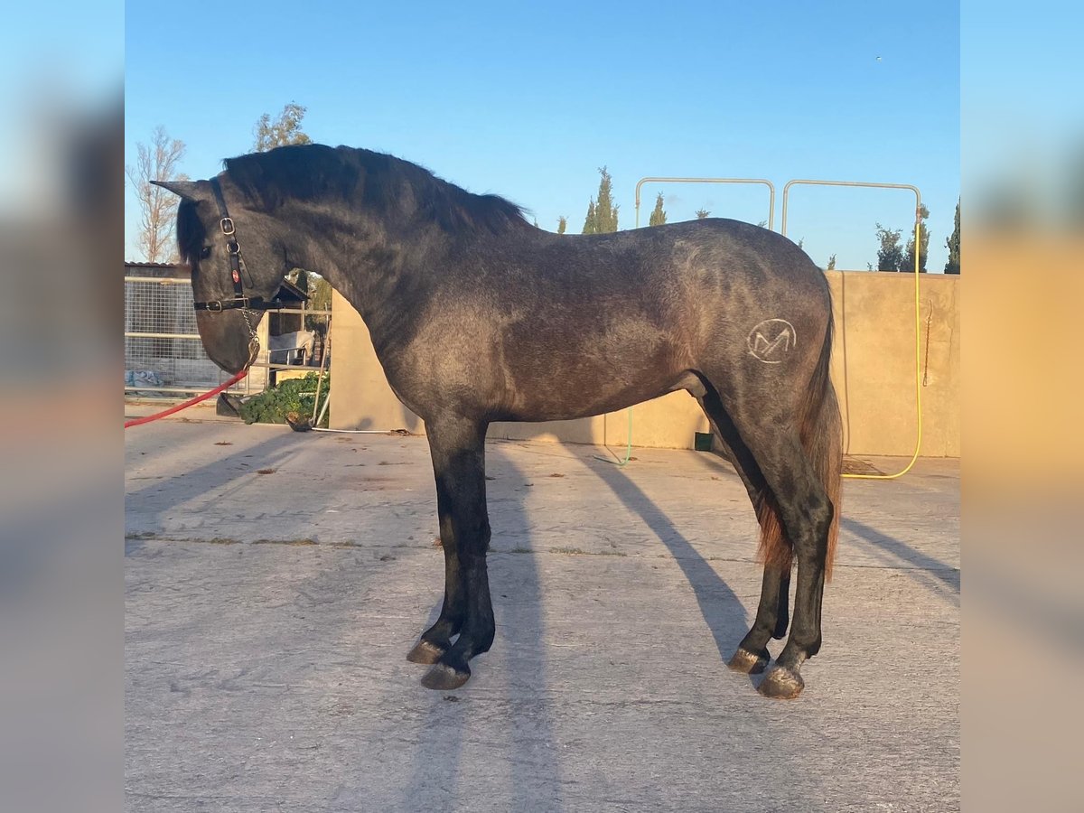 PRE Stallone 3 Anni 166 cm Grigio in Palma de Mallorca