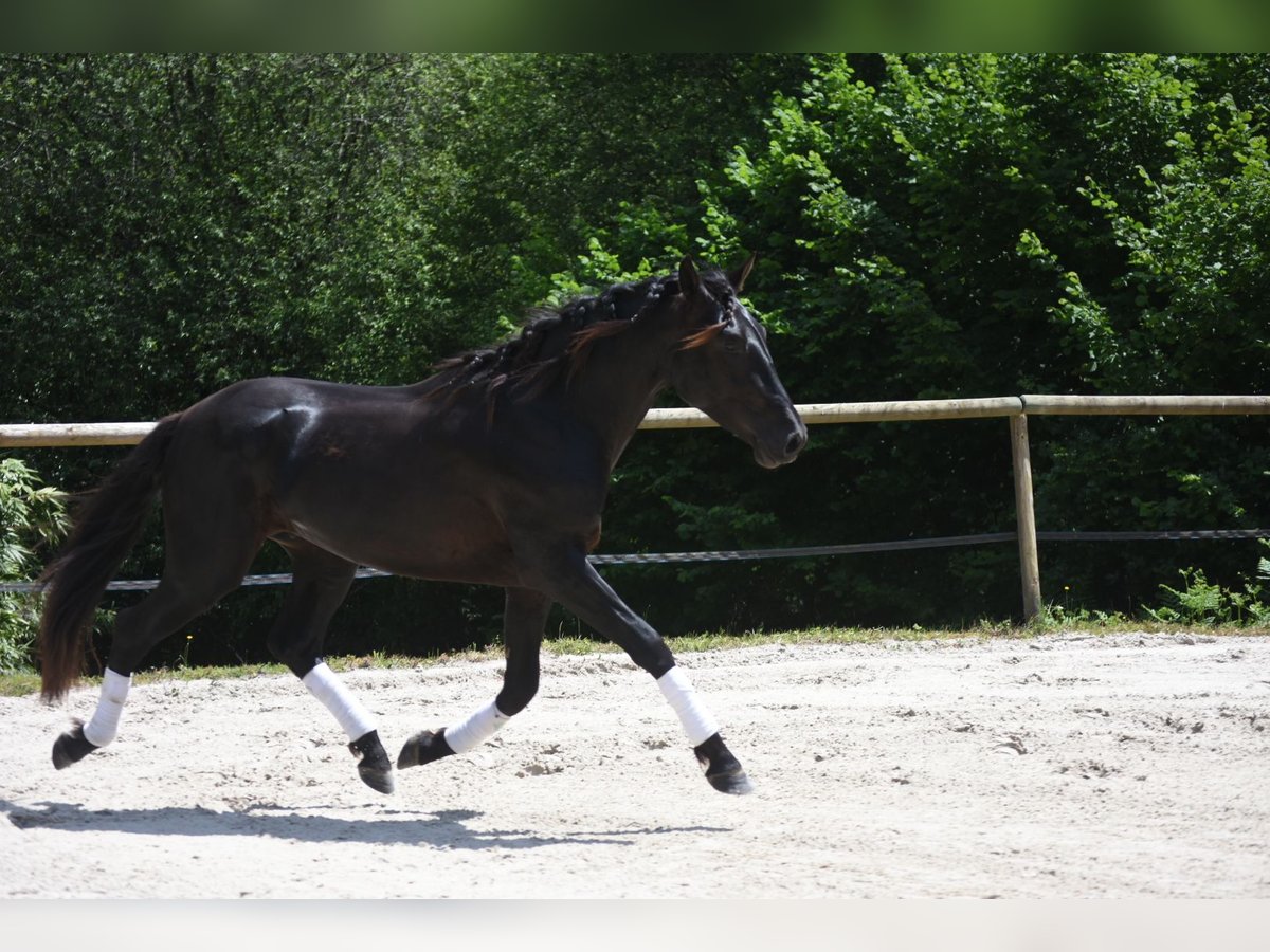 PRE Mix Stallone 3 Anni 166 cm Morello in Limoges