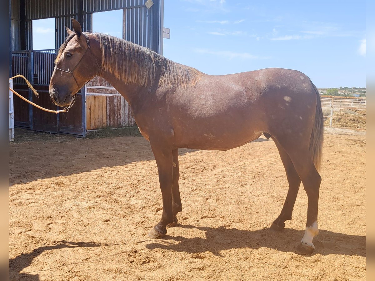 PRE Stallone 3 Anni 167 cm Grigio in Trebujena