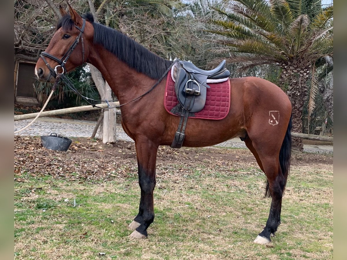 PRE Stallone 3 Anni 168 cm Baio in Castello D&#39;Empuries