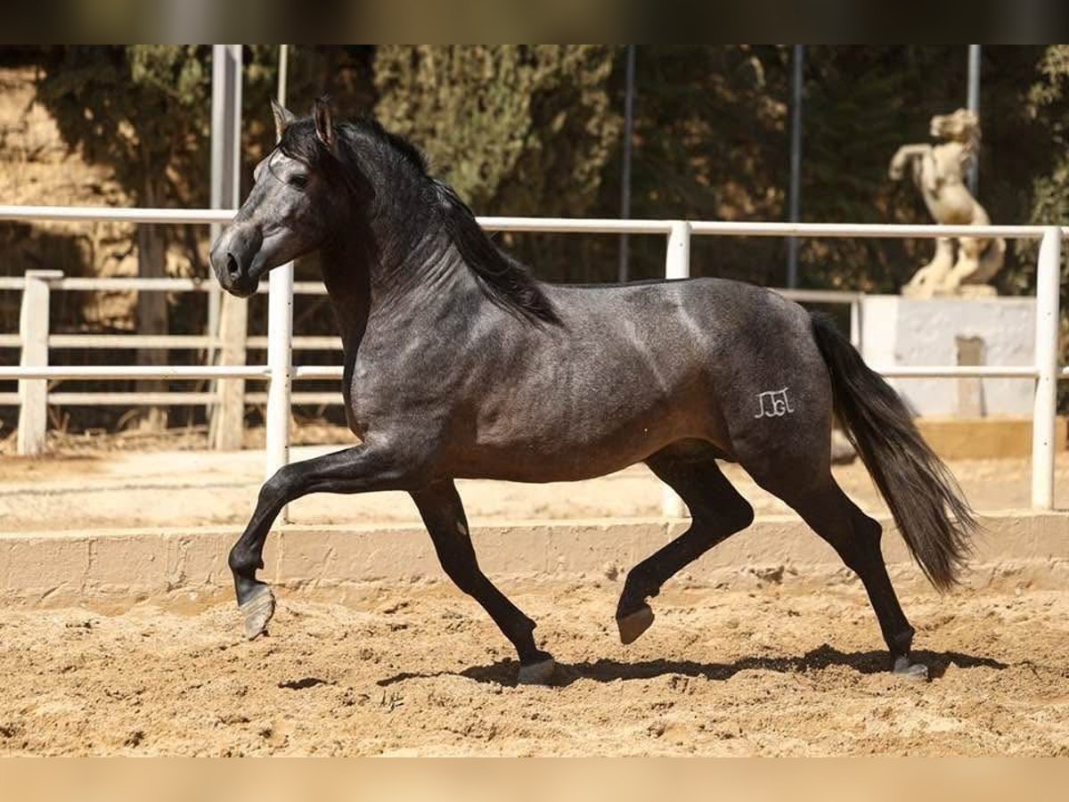PRE Mix Stallone 3 Anni 168 cm Grigio in Poeldijk