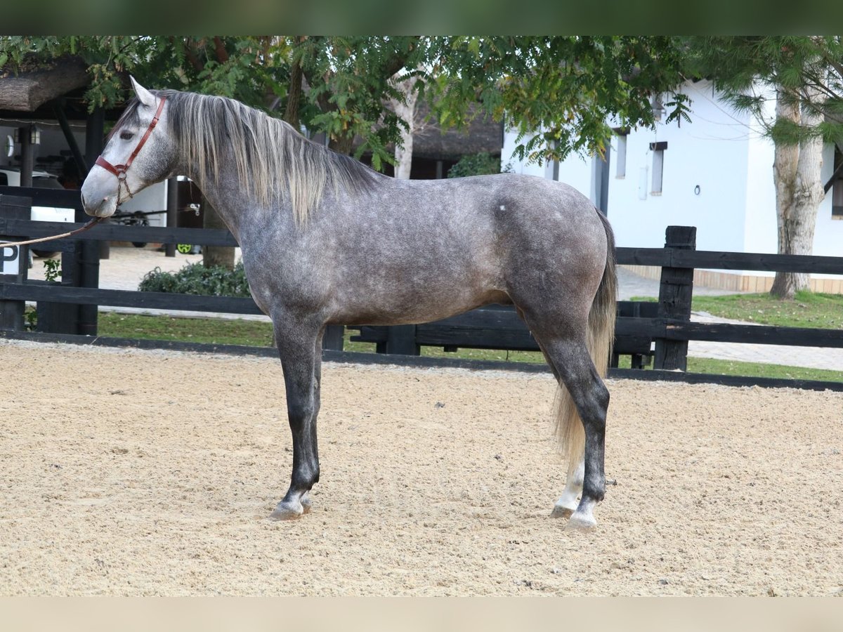 PRE Mix Stallone 3 Anni 168 cm Grigio in Pilas