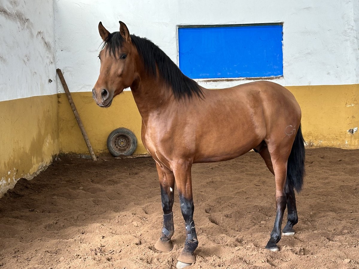 PRE Stallone 3 Anni 170 cm Baio in Valderrubio