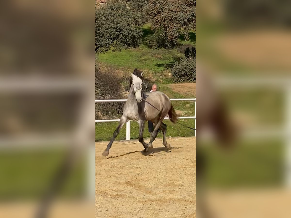 PRE Stallone 3 Anni 170 cm Grigio in Cordoba