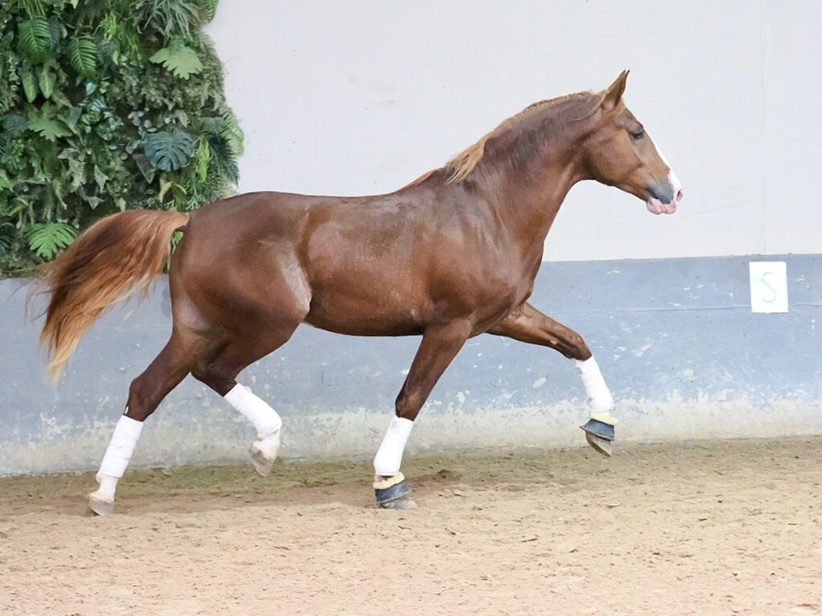 PRE Mix Stallone 3 Anni 173 cm Sauro in Navas Del Madroño