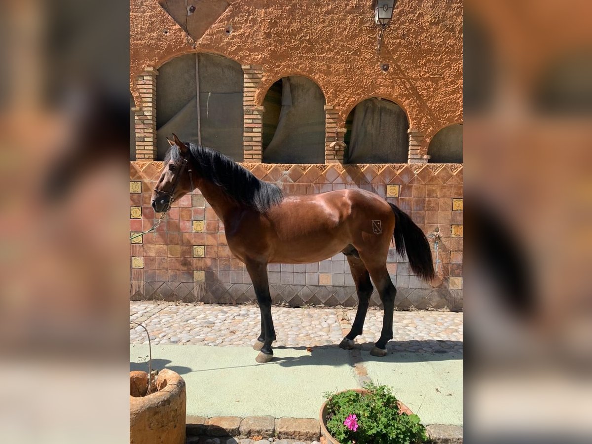 PRE Stallone 3 Anni 174 cm Baio in Castello D&#39;Empuries