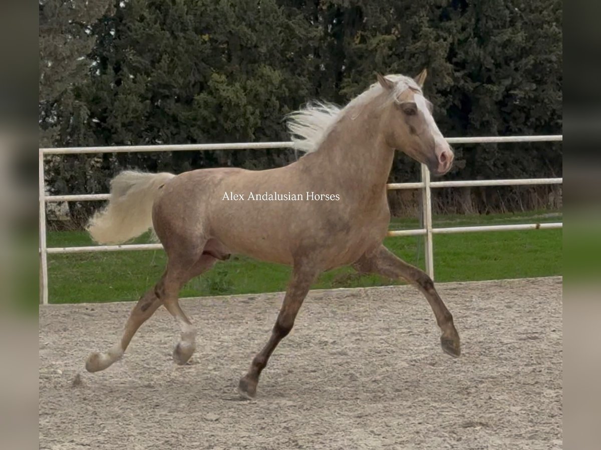 PRE Mix Stallone 4 Anni 156 cm Palomino in Sevilla