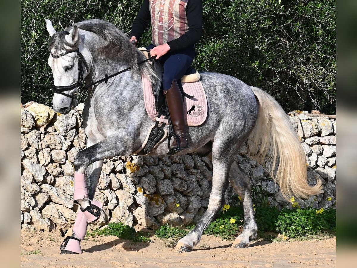 PRE Mix Stallone 4 Anni 158 cm Grigio in Menorca