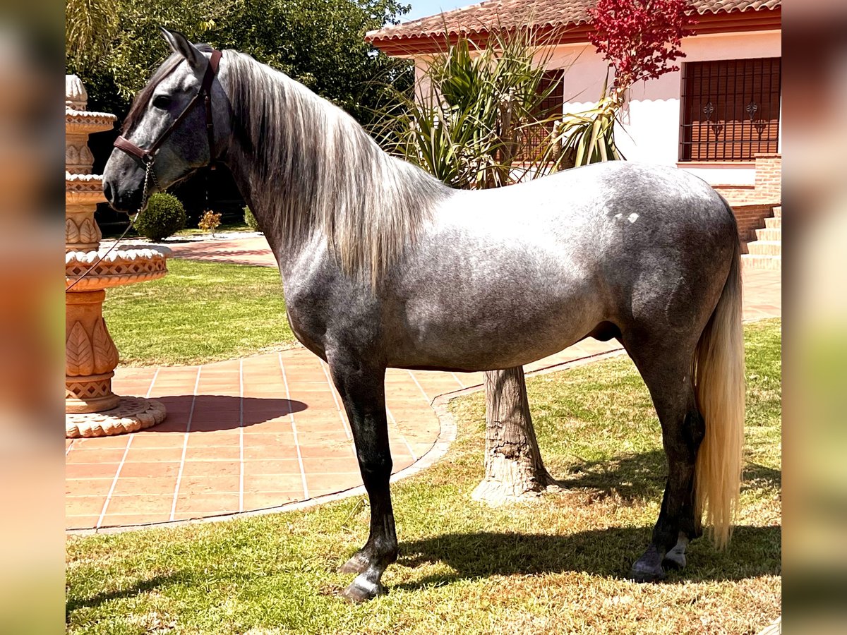 PRE Stallone 4 Anni 159 cm Grigio in Sutullena