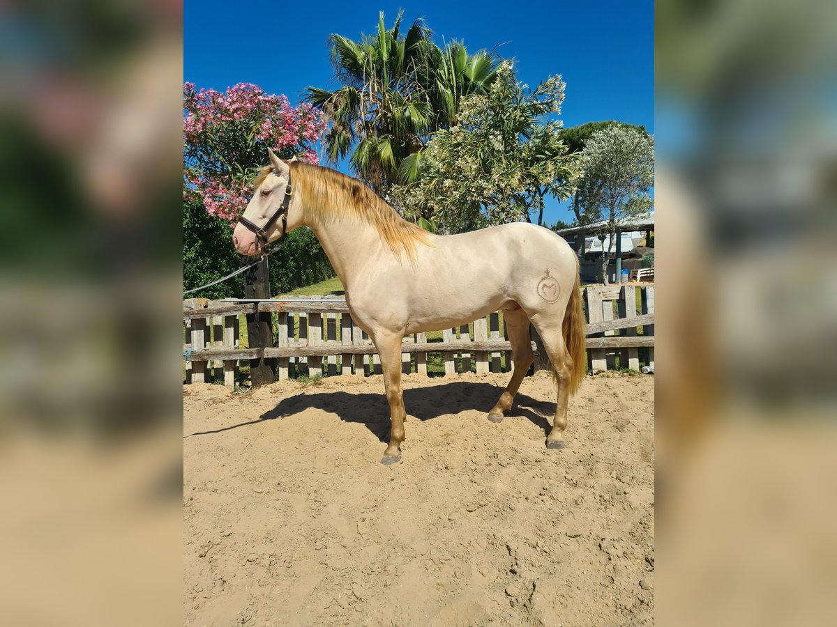 PRE Stallone 4 Anni 159 cm Perlino in Arcos de la Frontera