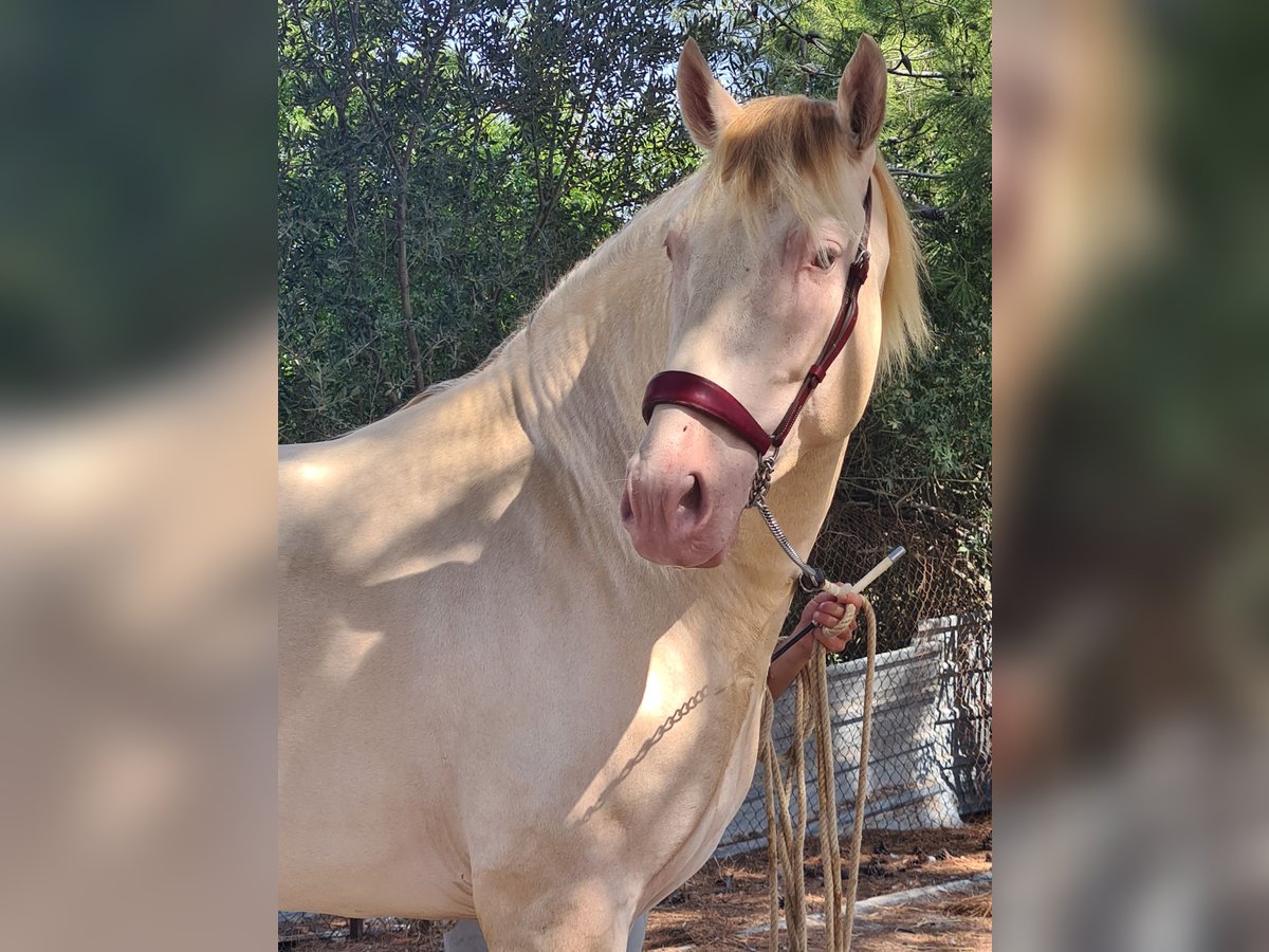 PRE Stallone 4 Anni 159 cm Perlino in Arcos de la Frontera