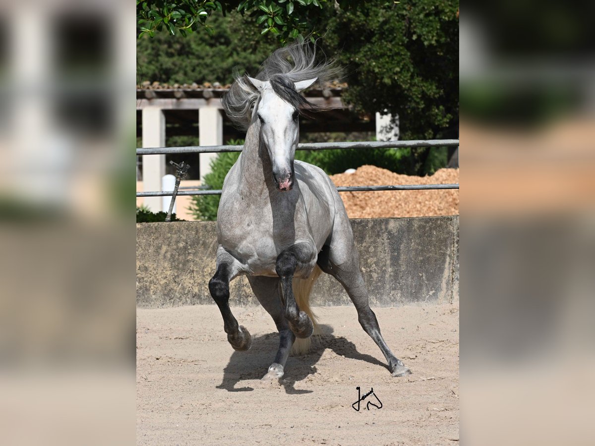 PRE Stallone 4 Anni 161 cm Grigio in Alcudia