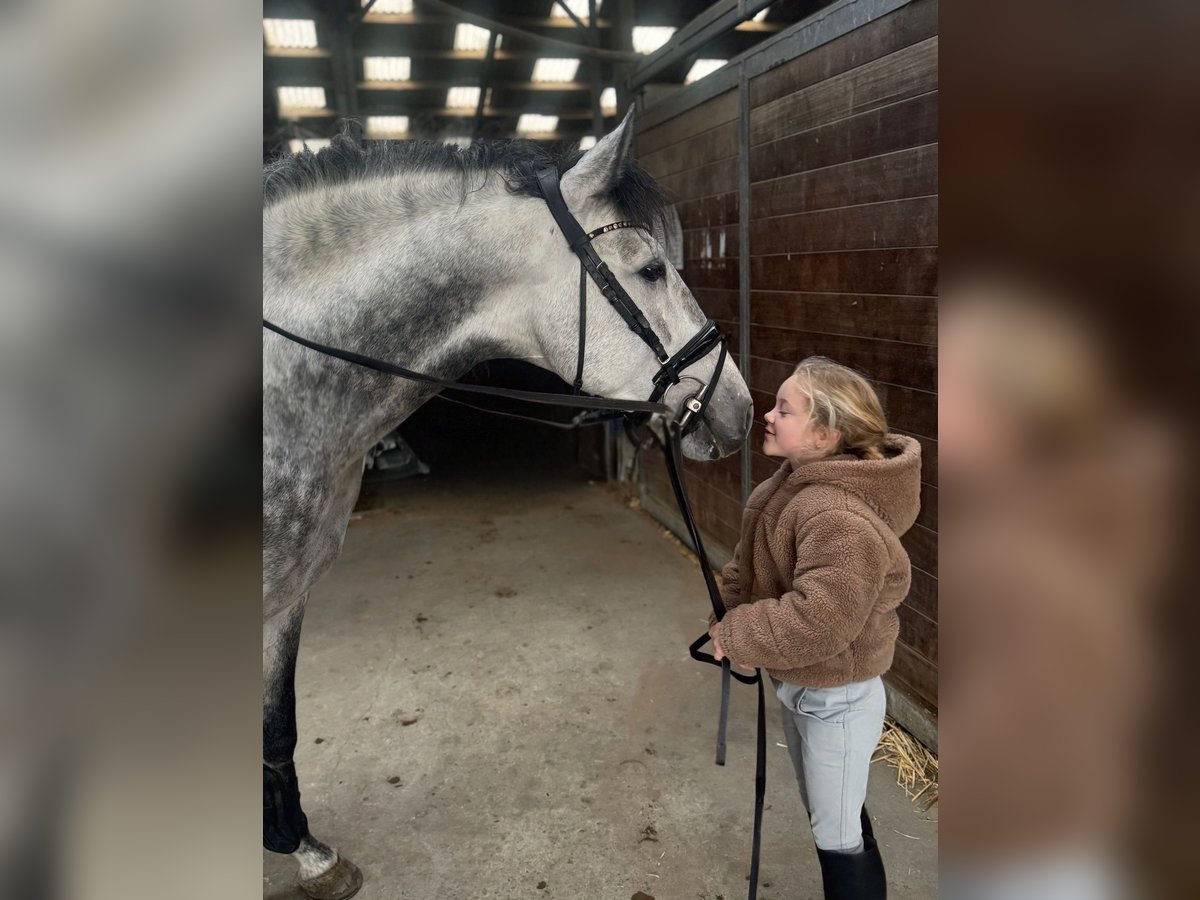 PRE Mix Stallone 4 Anni 161 cm Grigio in Poeldijk