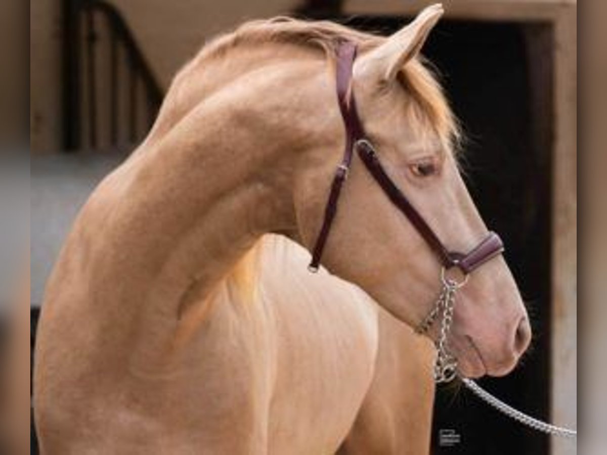 PRE Mix Stallone 4 Anni 161 cm Overo-tutti i colori in Mallorca