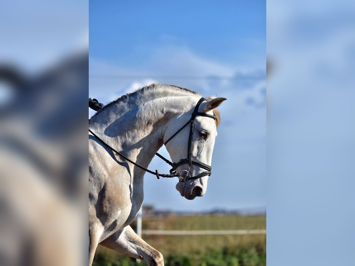 PRE Mix Stallone 4 Anni 162 cm Champagne in Sentmenat