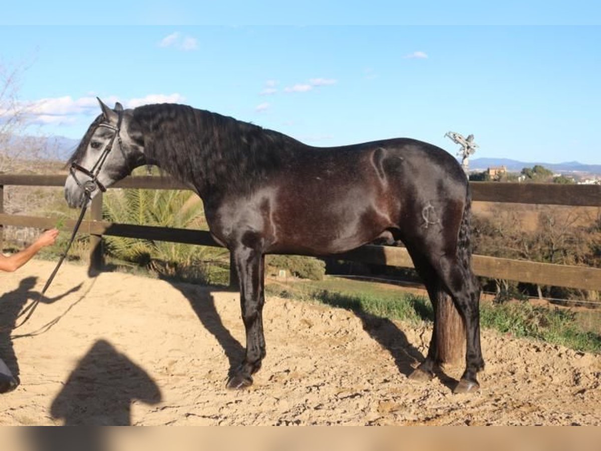 PRE Stallone 4 Anni 162 cm Grigio in Barcelona