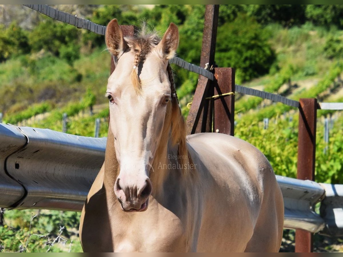 PRE Stallone 4 Anni 163 cm Pearl in Provinz Cordoba