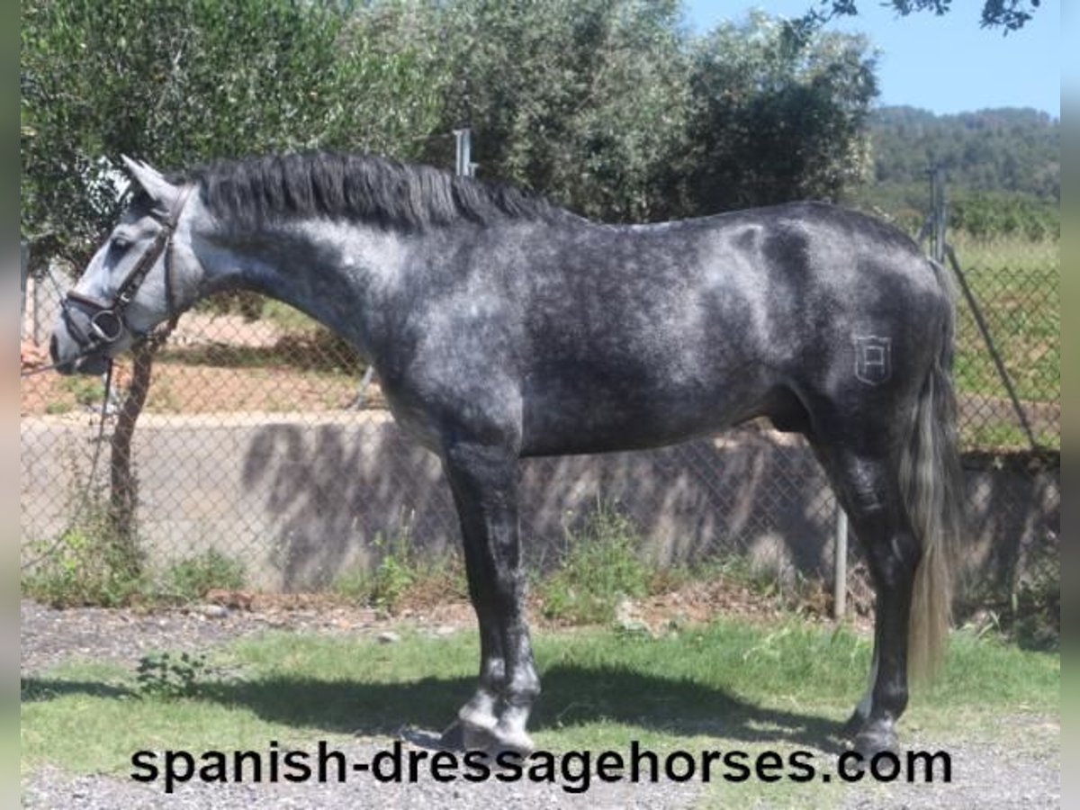 PRE Mix Stallone 4 Anni 164 cm Grigio in Barcelona