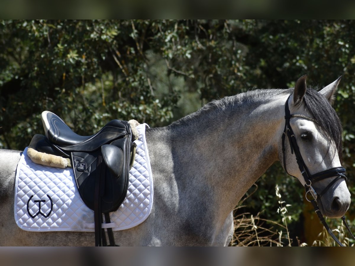 PRE Stallone 4 Anni 164 cm Grigio pezzato in Sevilla