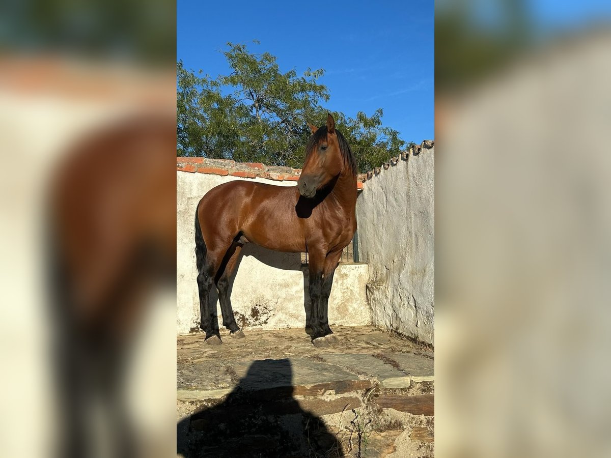 PRE Stallone 4 Anni 165 cm Baio in Caceres