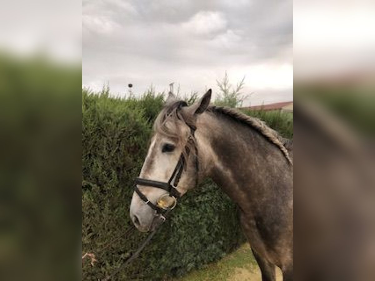 PRE Stallone 4 Anni 165 cm Grigio in Pilas