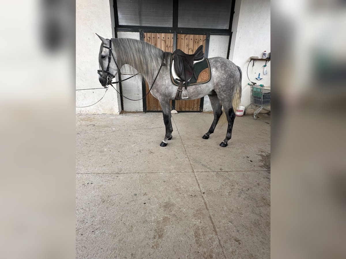 PRE Stallone 4 Anni 165 cm Grigio pezzato in Valderrubio