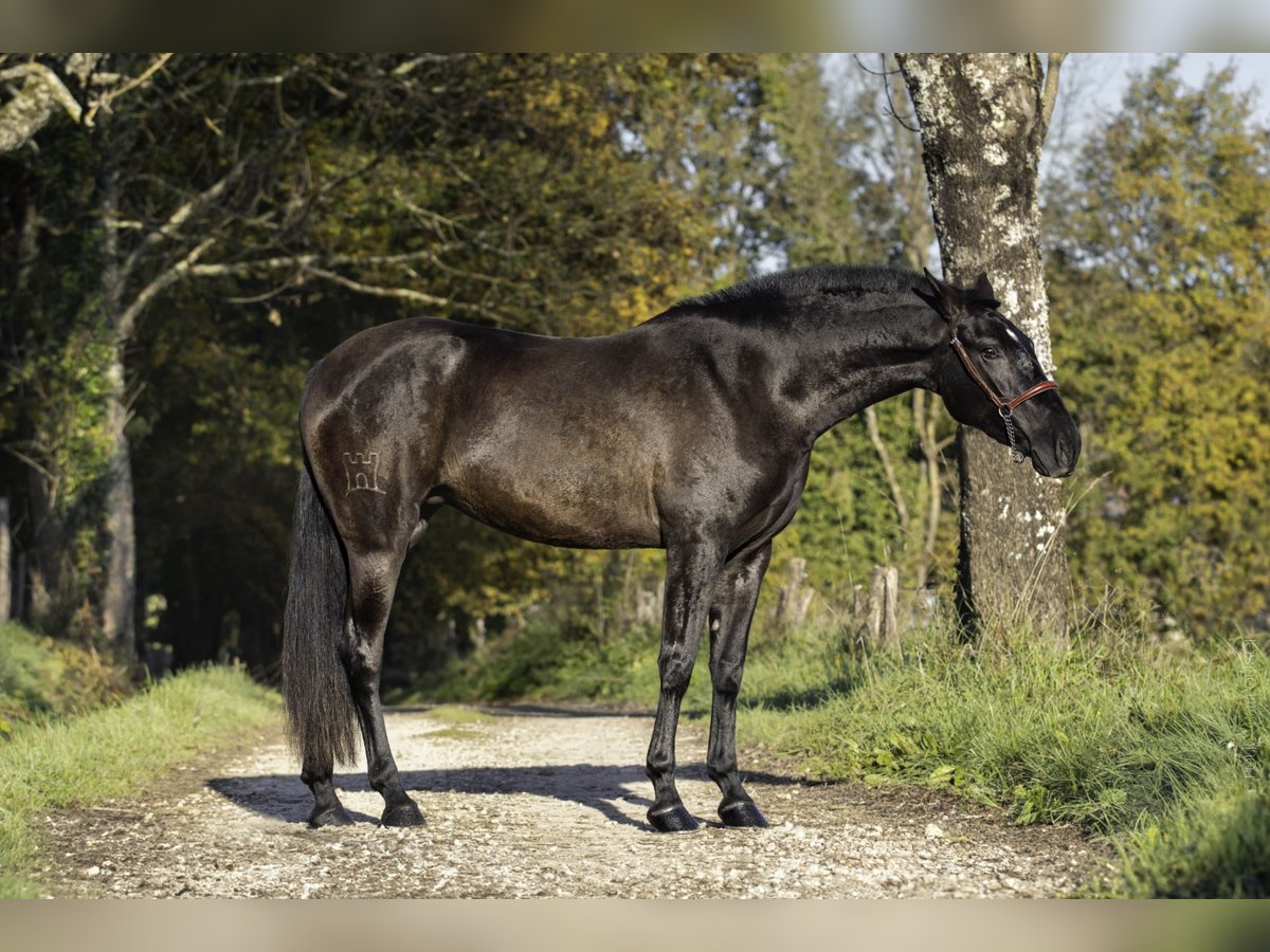 PRE Stallone 4 Anni 165 cm Morello in CAUMONT