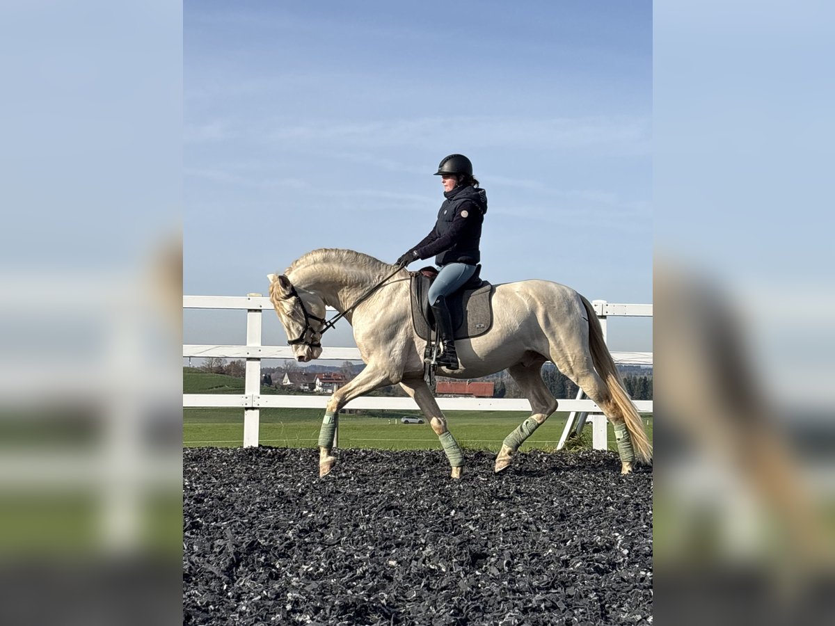 PRE Stallone 4 Anni 165 cm Perlino in Sigmarszell