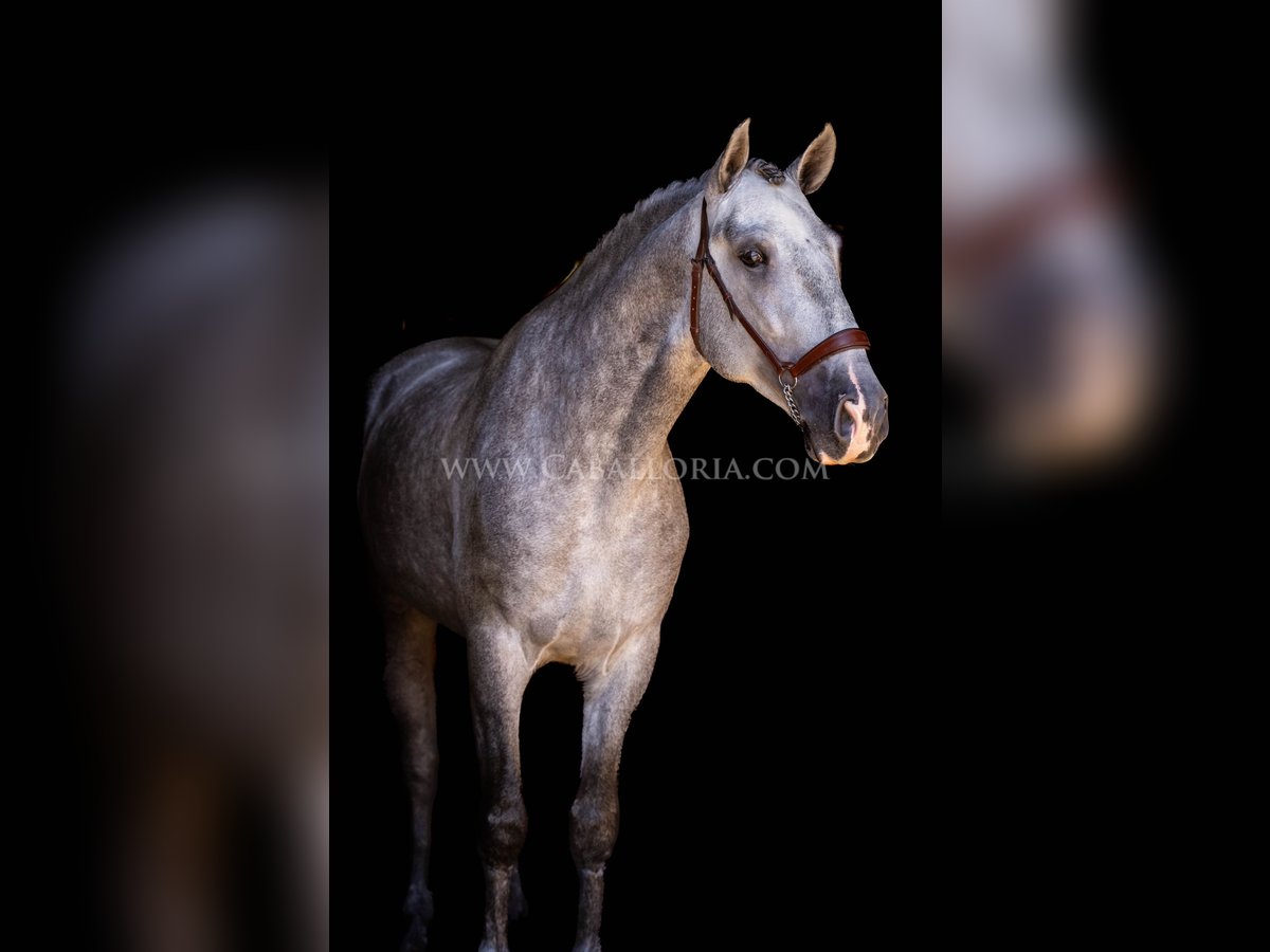 PRE Stallone 4 Anni 167 cm Grigio pezzato in Rafelguaraf